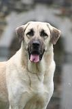 KANGAL 185